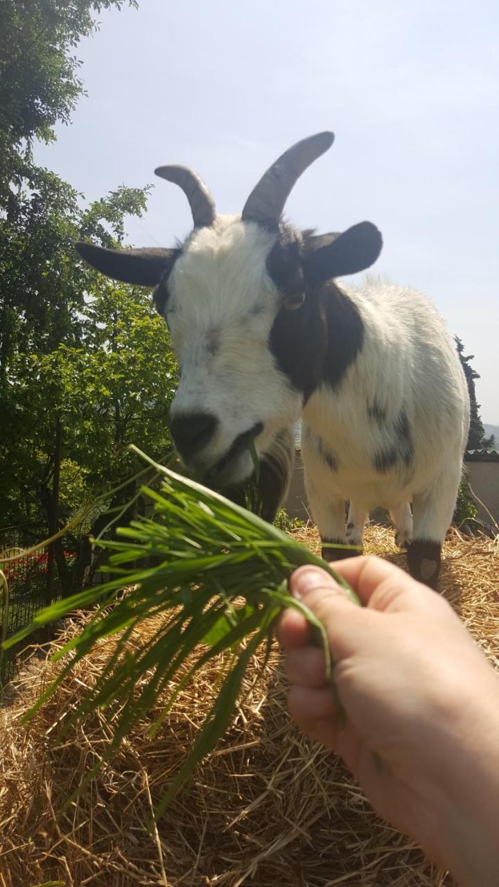 Agriturismo La Guarda Picedo Dış mekan fotoğraf