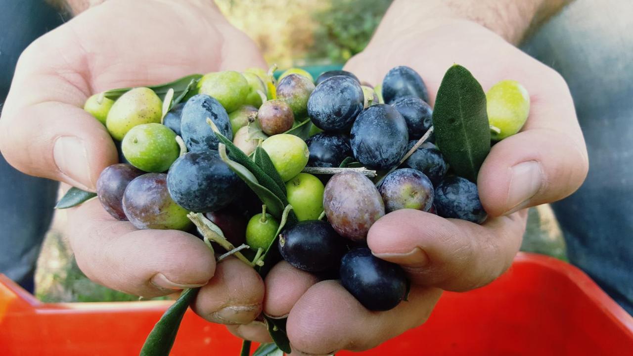 Agriturismo La Guarda Picedo Dış mekan fotoğraf