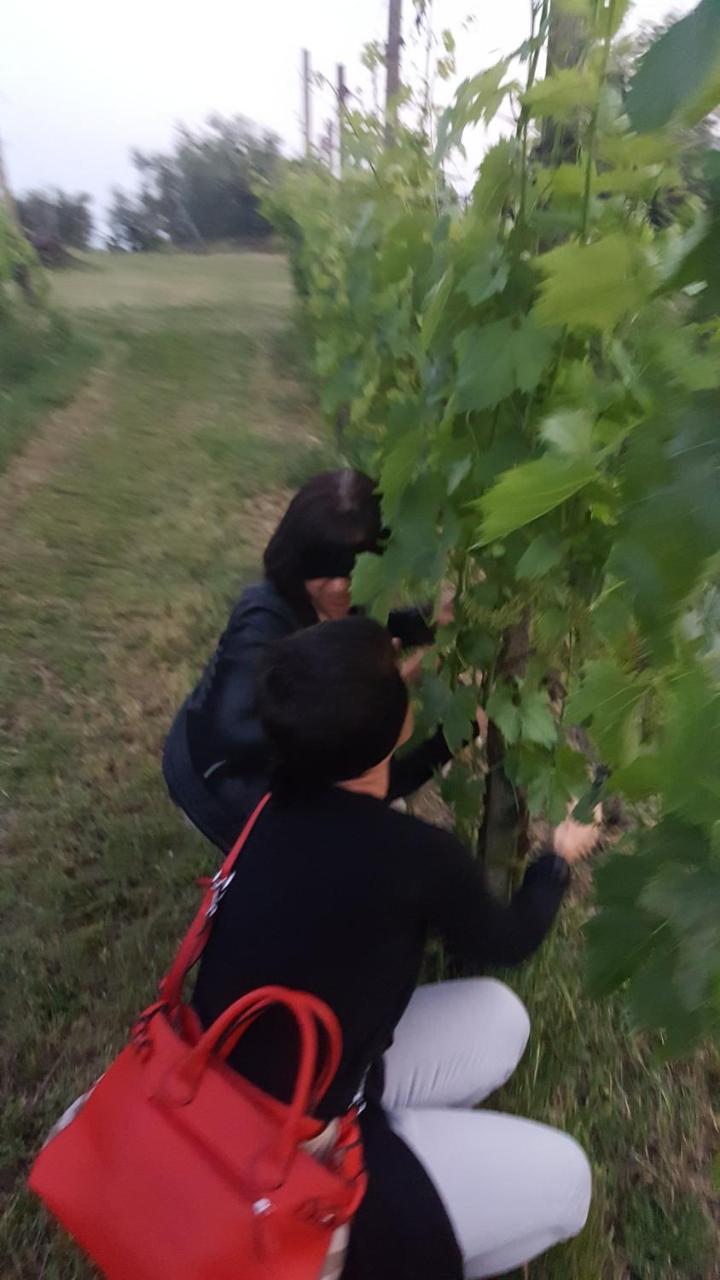 Agriturismo La Guarda Picedo Dış mekan fotoğraf